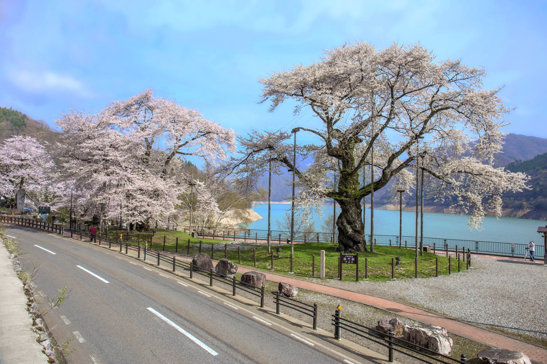 写真４ 御母衣湖畔の展望台に立っている２本の巨木の桜は、現在は湖底に沈む照蓮寺と光輪寺の境内にあったものだ