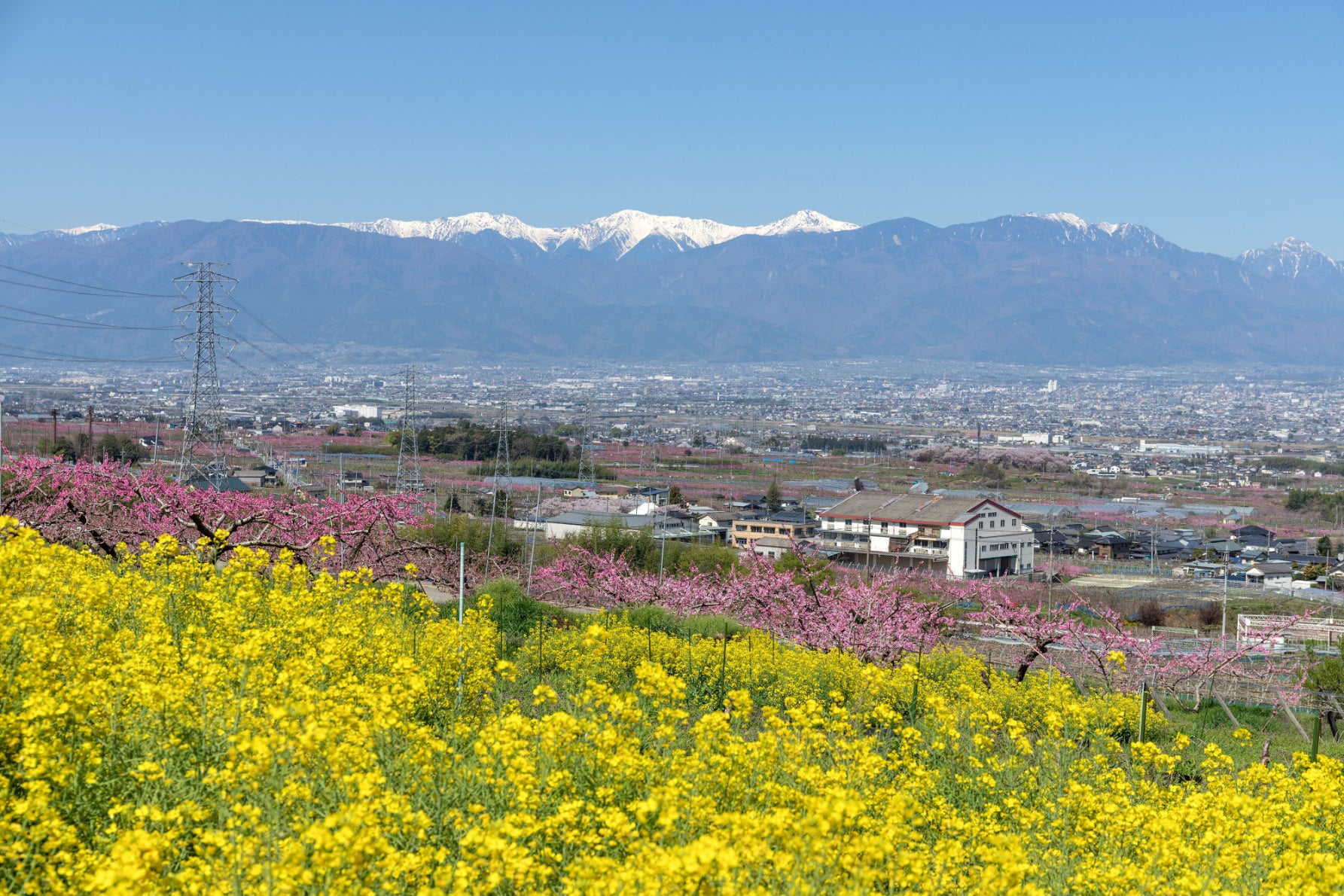 写真３ 菜の花とのコントラストも、春にしか見られない貴重な景色だ