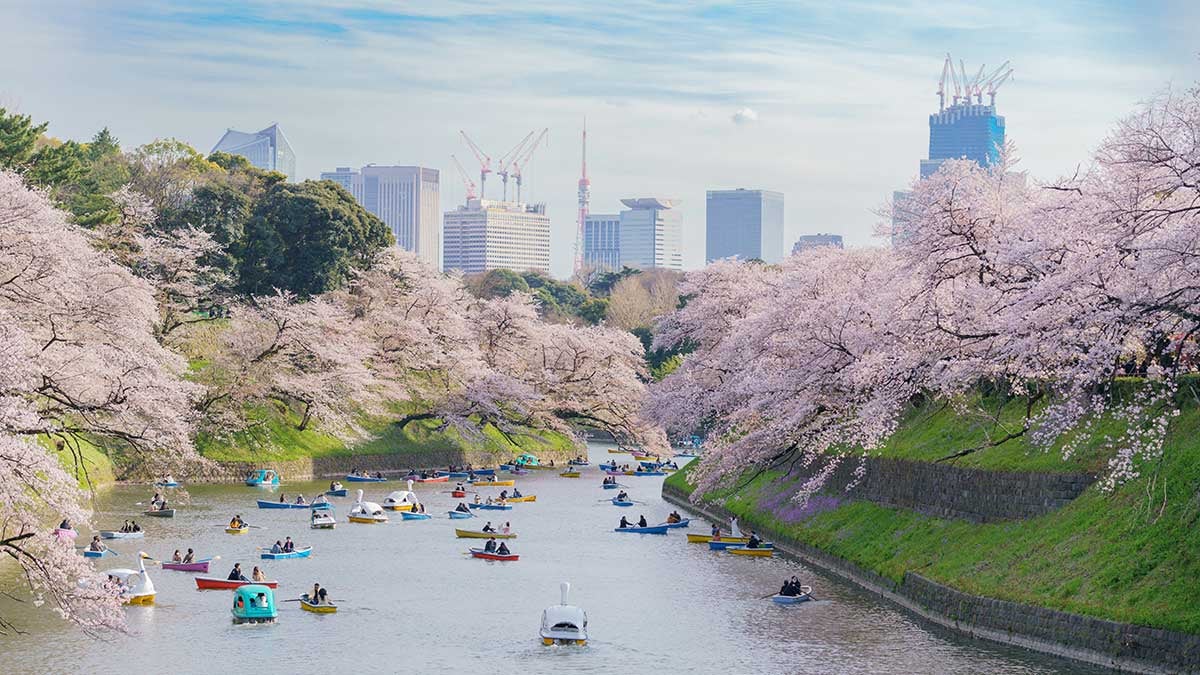 桜吹雪に包まれる江戸城跡