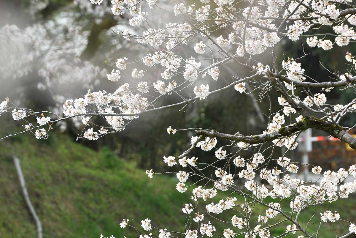 三の丸お堀の桜