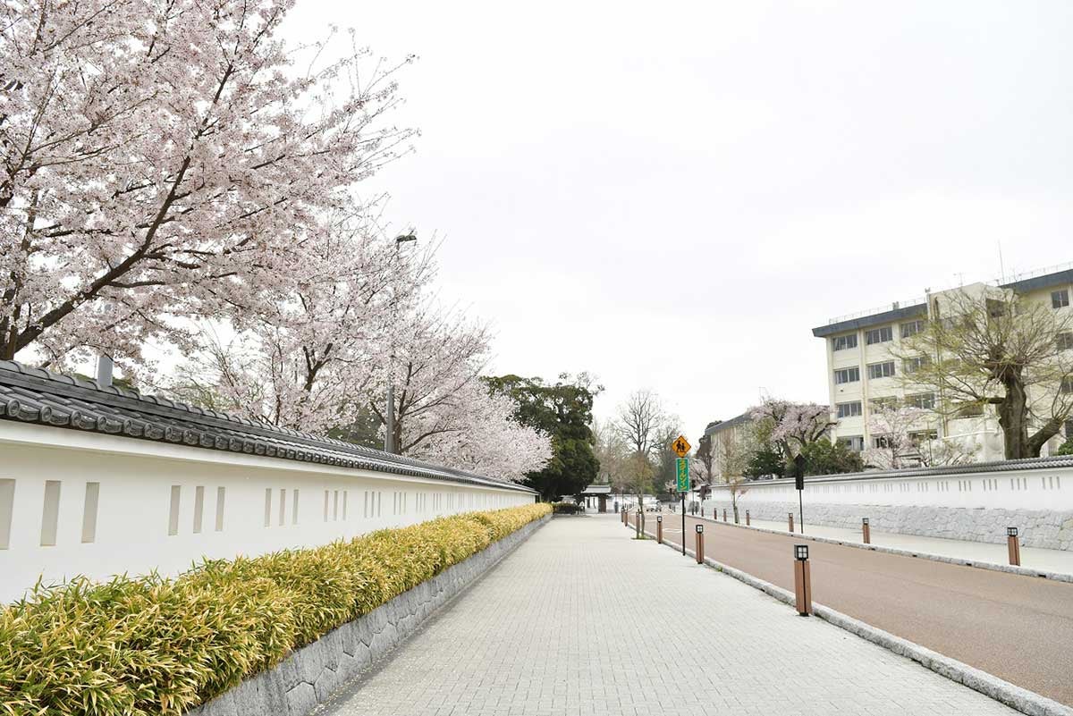 二の丸の白壁塀と桜