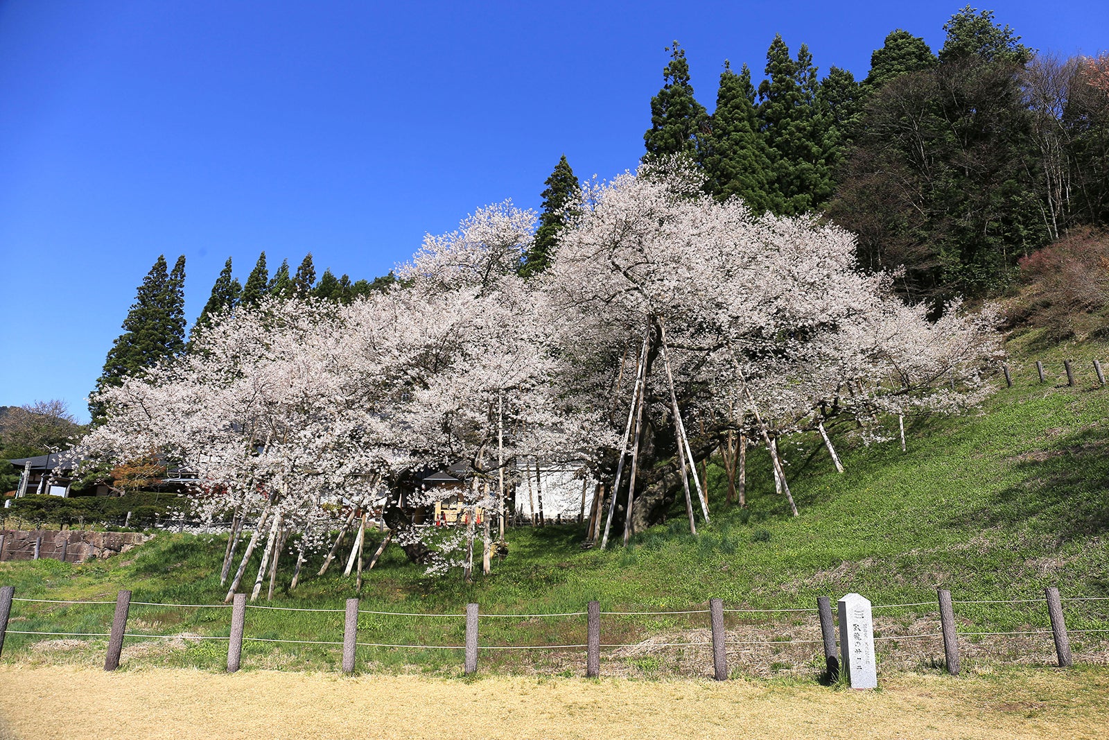 岐阜県高山市の臥竜桜