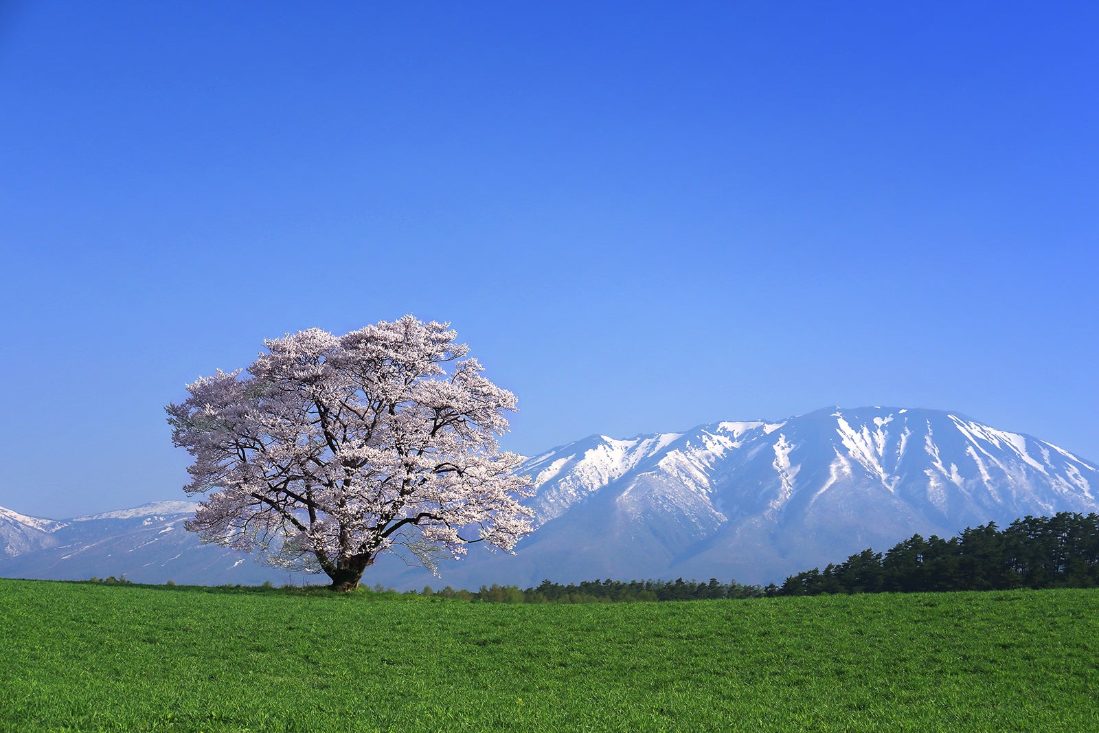 小岩井農場の一本桜