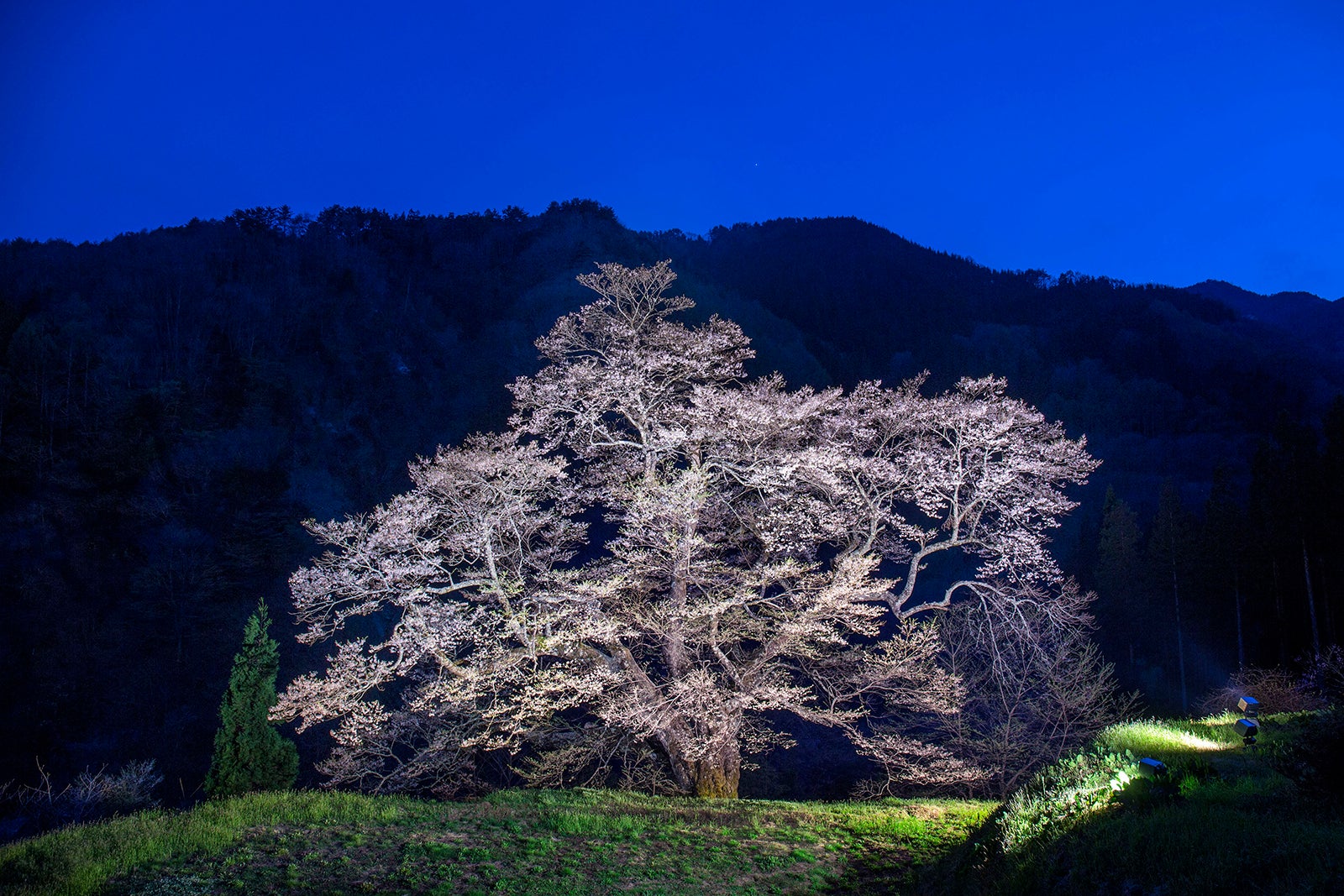 長野県阿智村の駒つなぎの桜