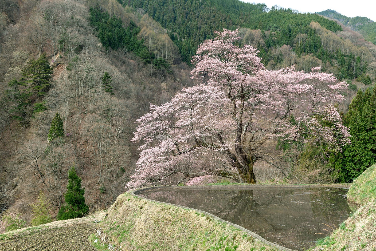 長野県阿智村の駒つなぎの桜