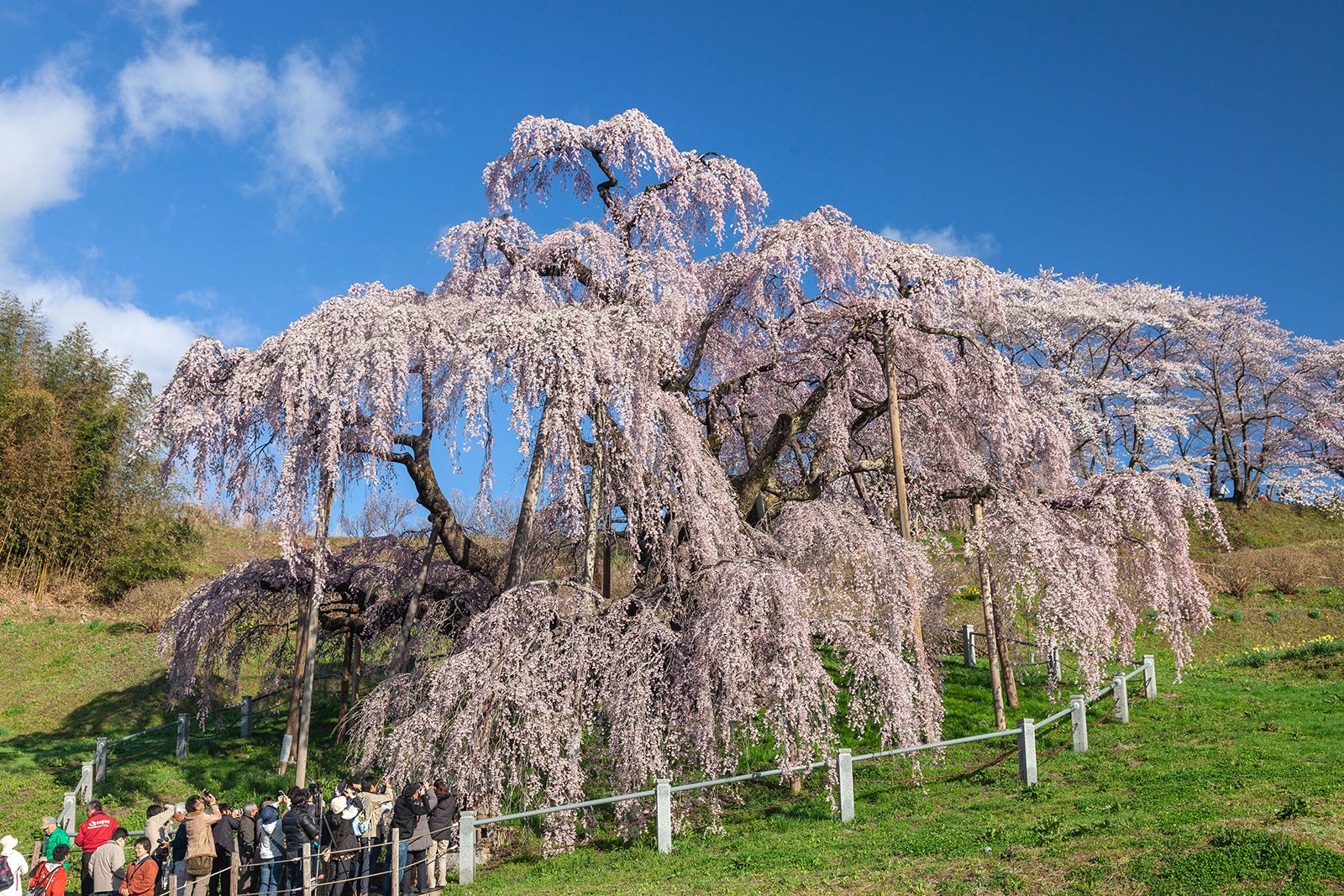 三春滝桜