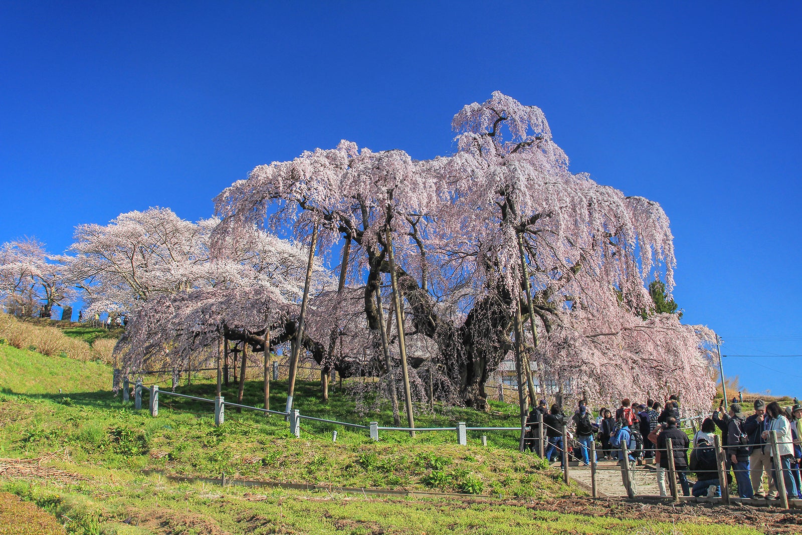 三春滝桜