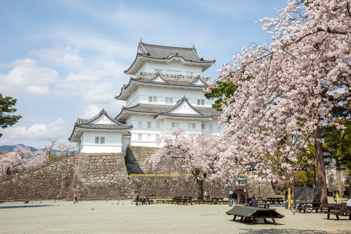 小田原城と桜