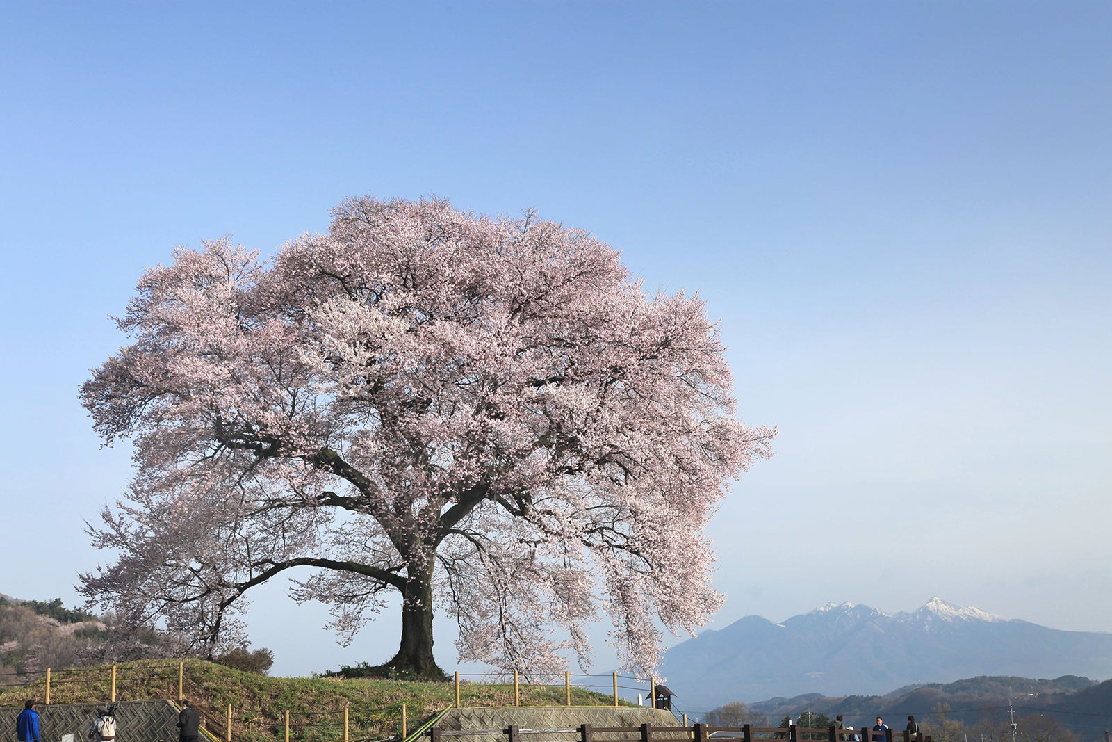 山梨県韮崎市のわに塚のサクラ