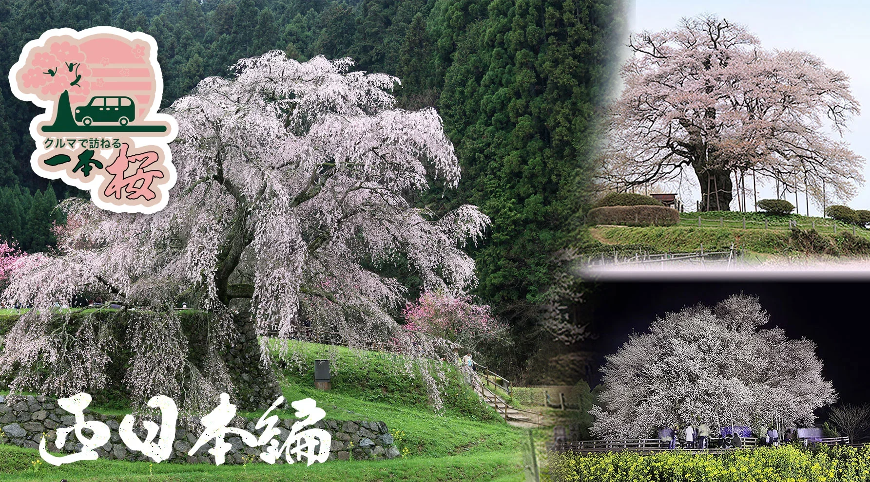 西日本の一本桜のイメージ