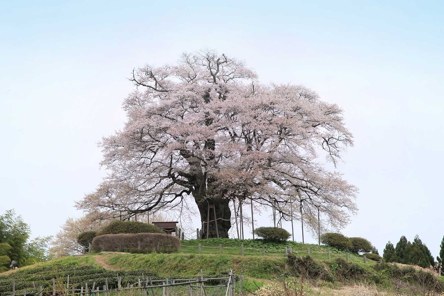 岡山県真庭市の醍醐桜