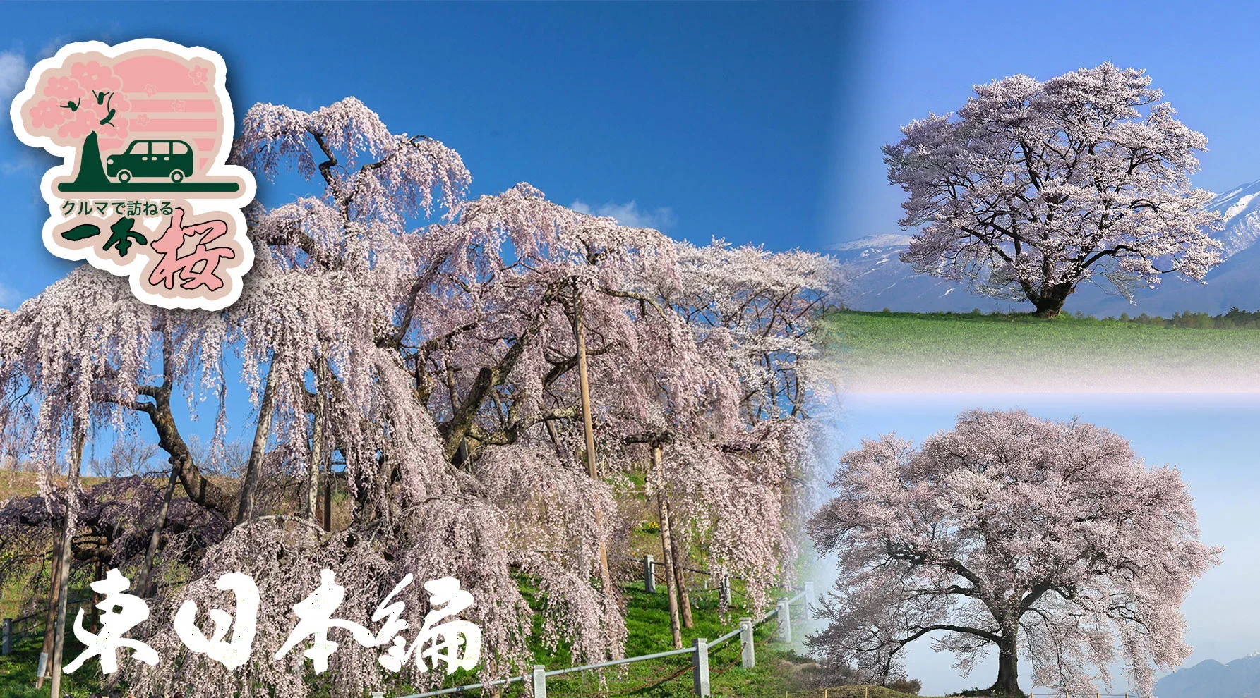 一本桜・東日本編のイメージ