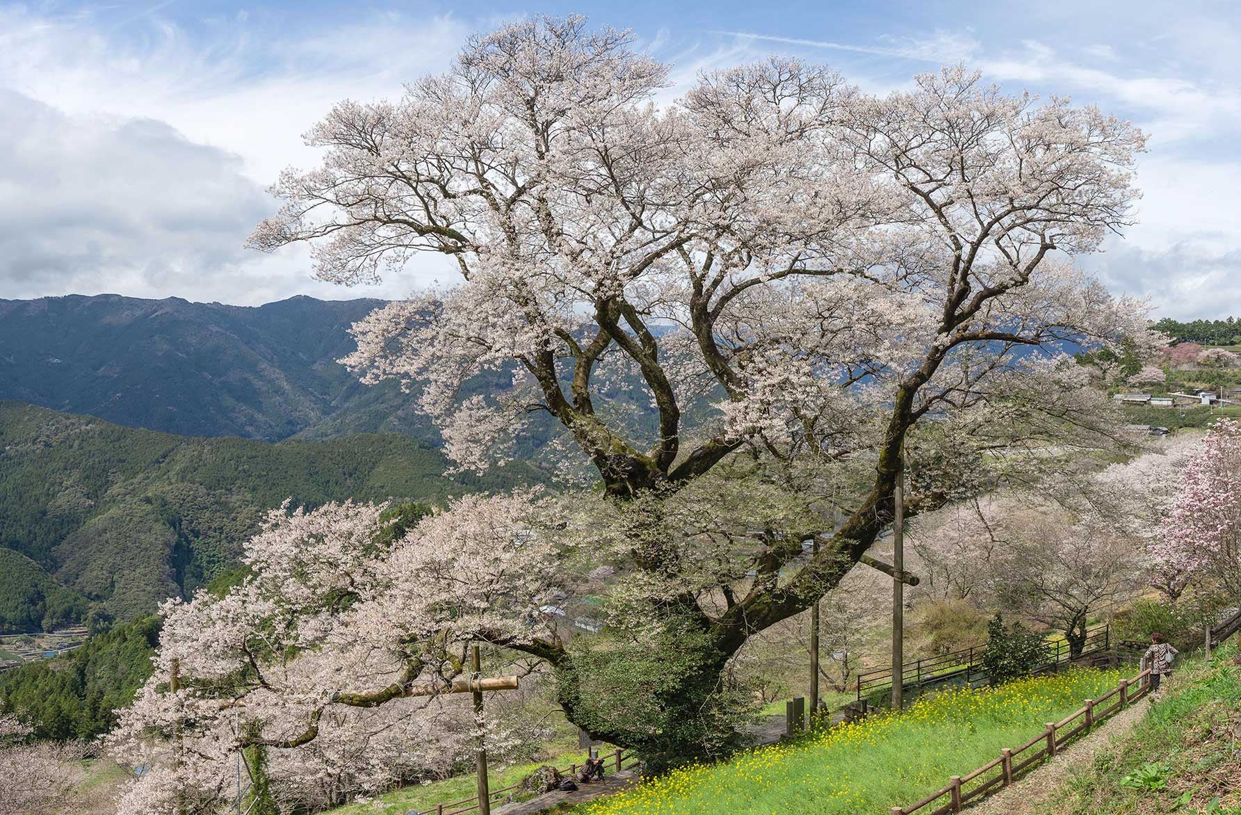 高知県仁淀川町のひょうたん桜