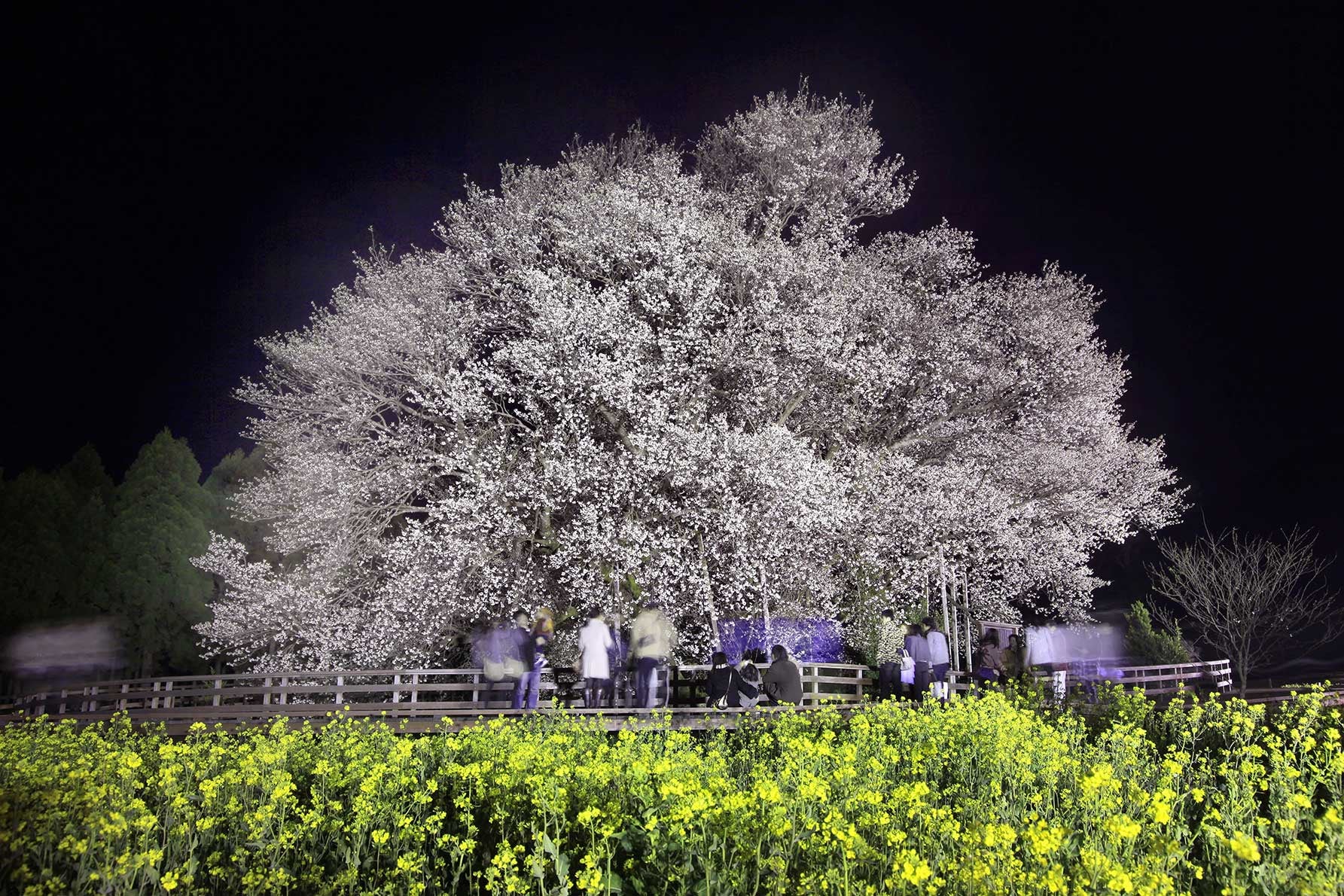 熊本県南阿蘇村の一心行の大桜