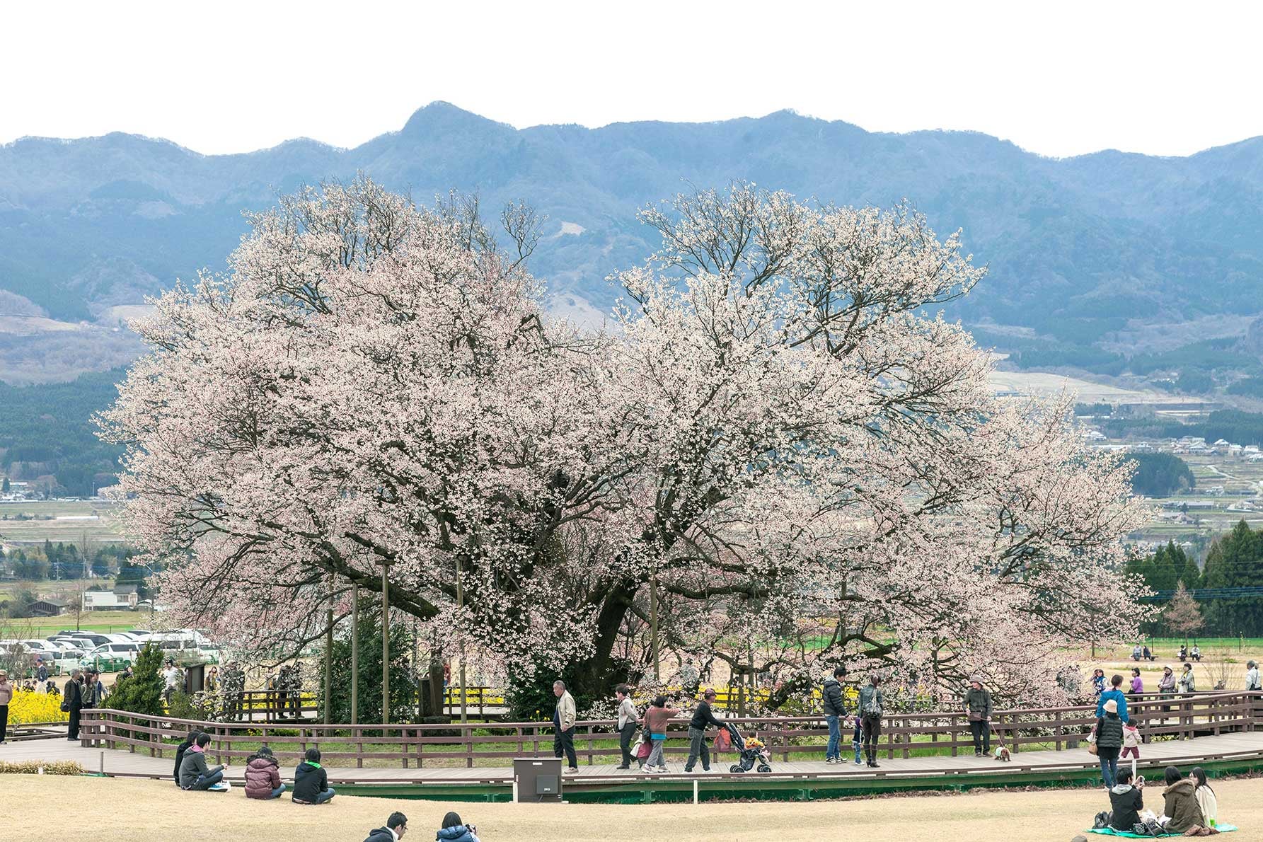 一心行の大桜の昼間の様子