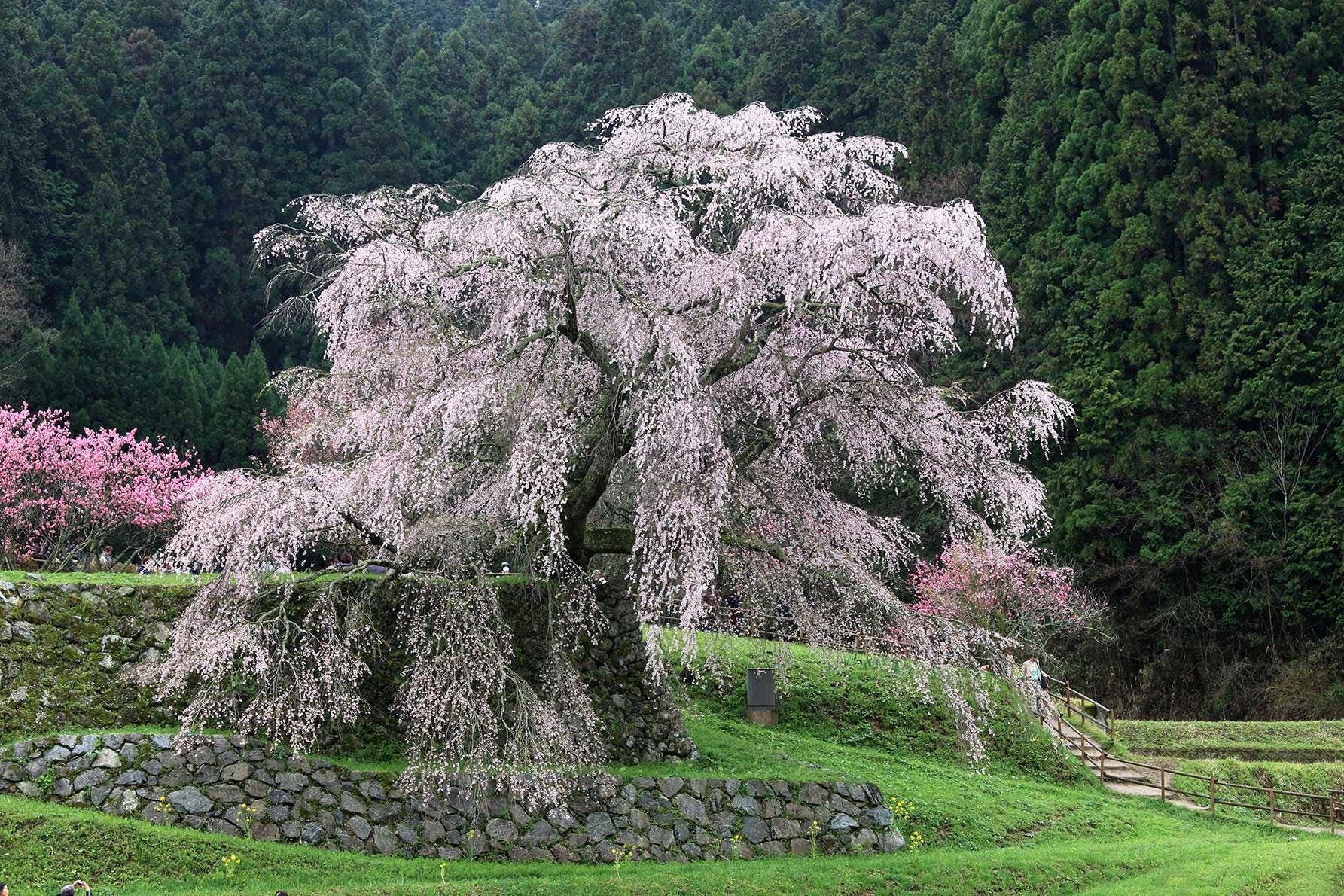 奈良県宇陀市の又兵衛桜