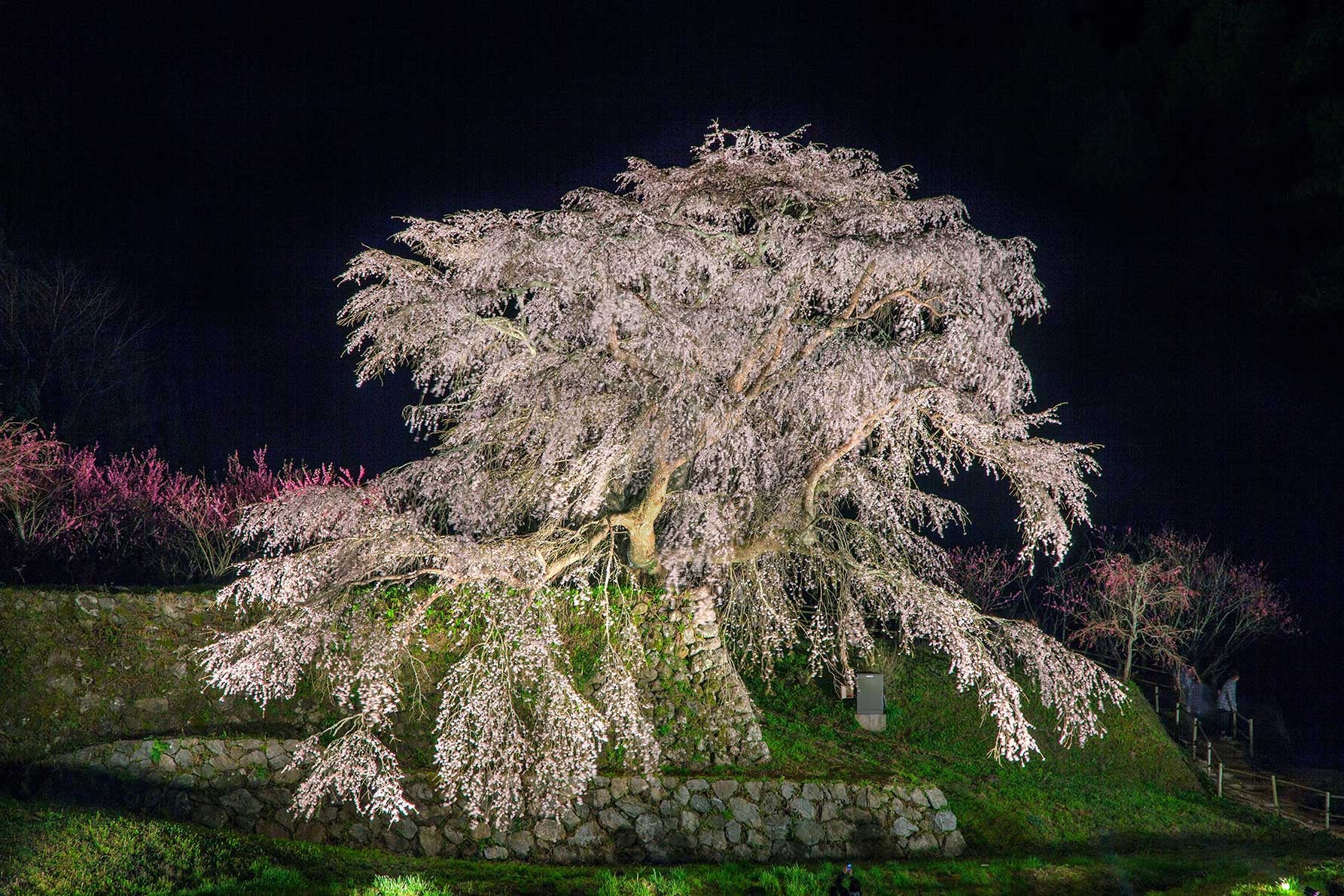 奈良県宇陀市の又兵衛桜の夜桜