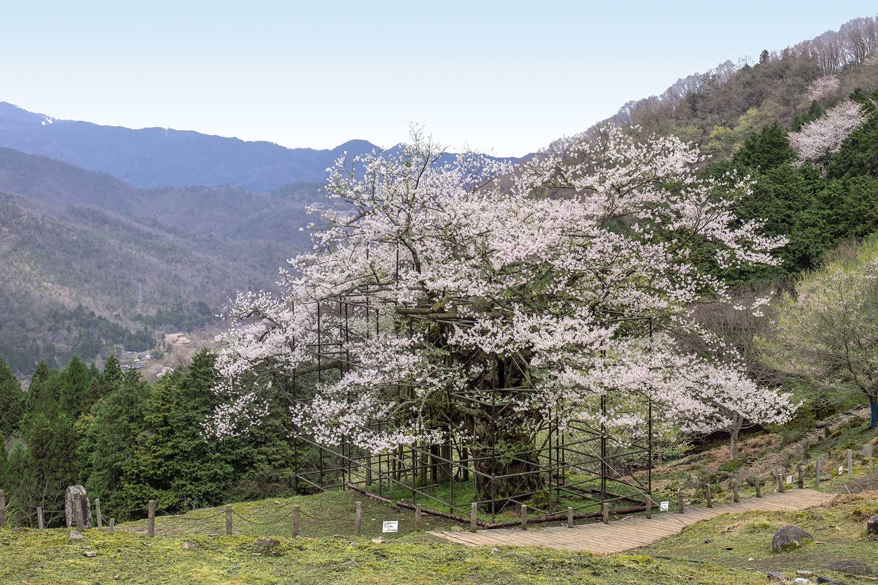 兵庫県養父市の樽見の大桜