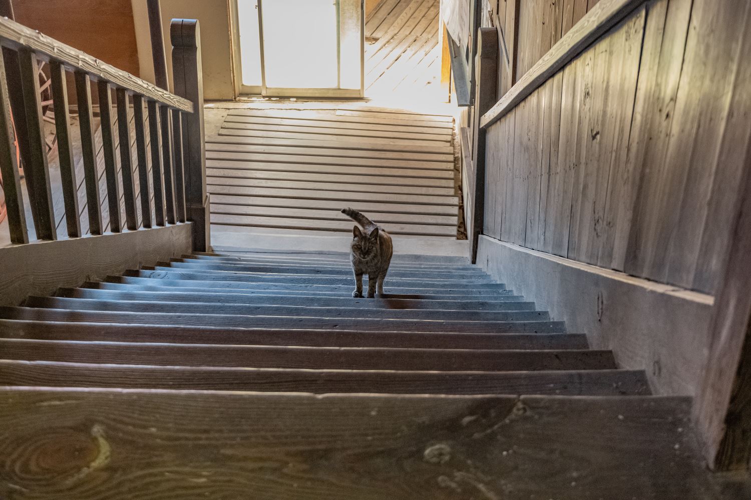 校舎にすみついていた猫の高峰。私のことを追いかけてくれた
