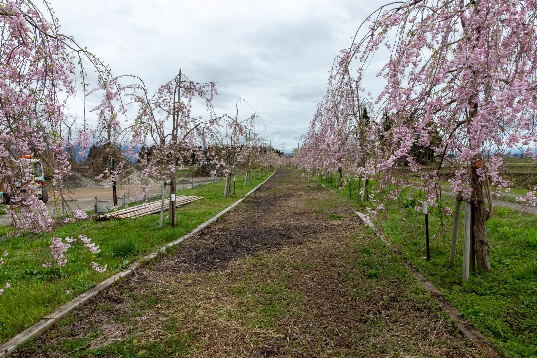 現在進められている『しだれ桜』の植樹によって路線跡が残り続ける