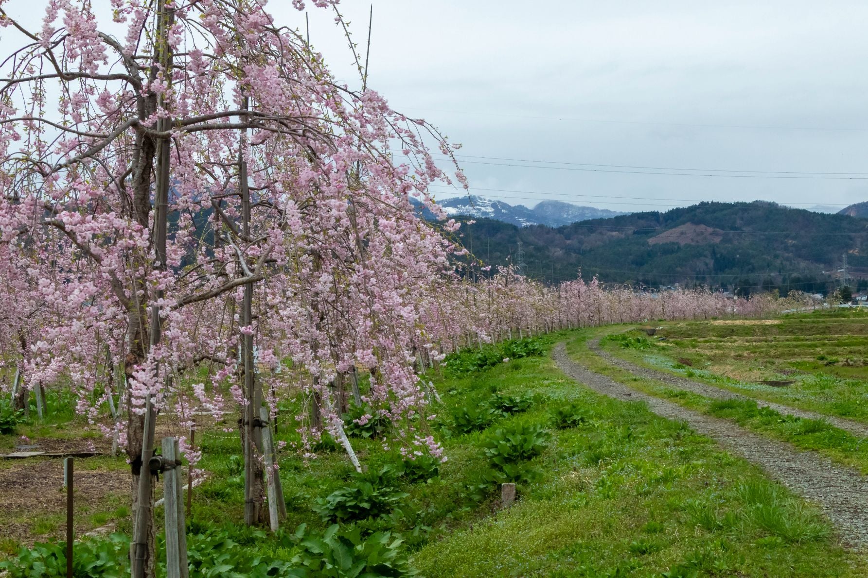 桜並木は植樹が続く予定とのこと。桜を目印にすれば日中線の線路を探さずに済みそうだ