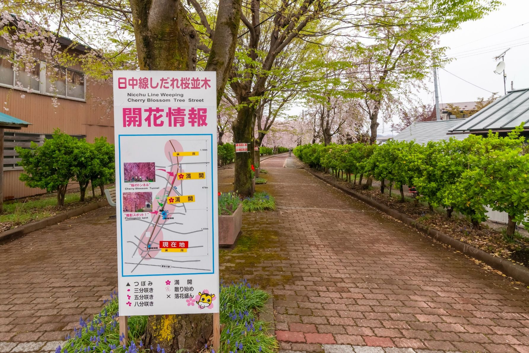 日中線跡の桜開花情報はリアルタイムで掲示されていた