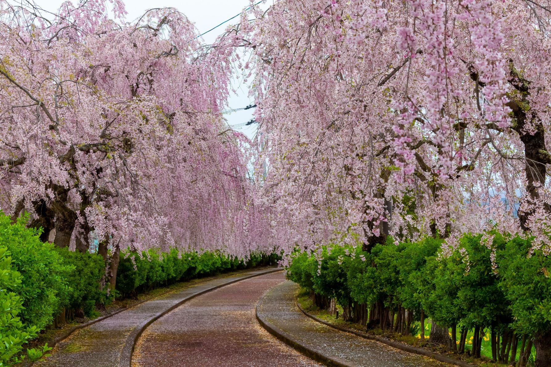 桜並木の道はJR喜多方駅に接続するため大きく湾曲している