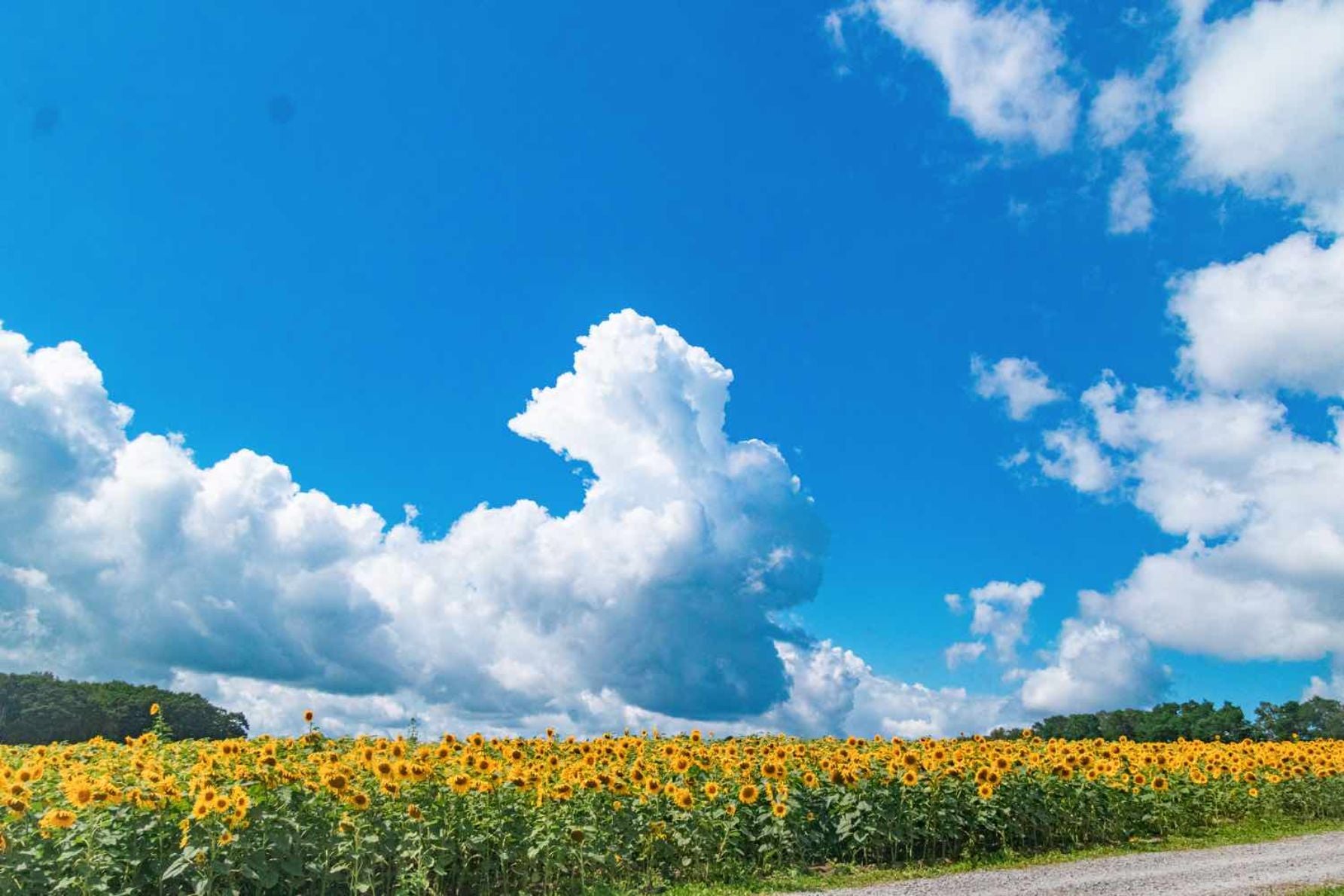 入道雲が夏感をさらに強める