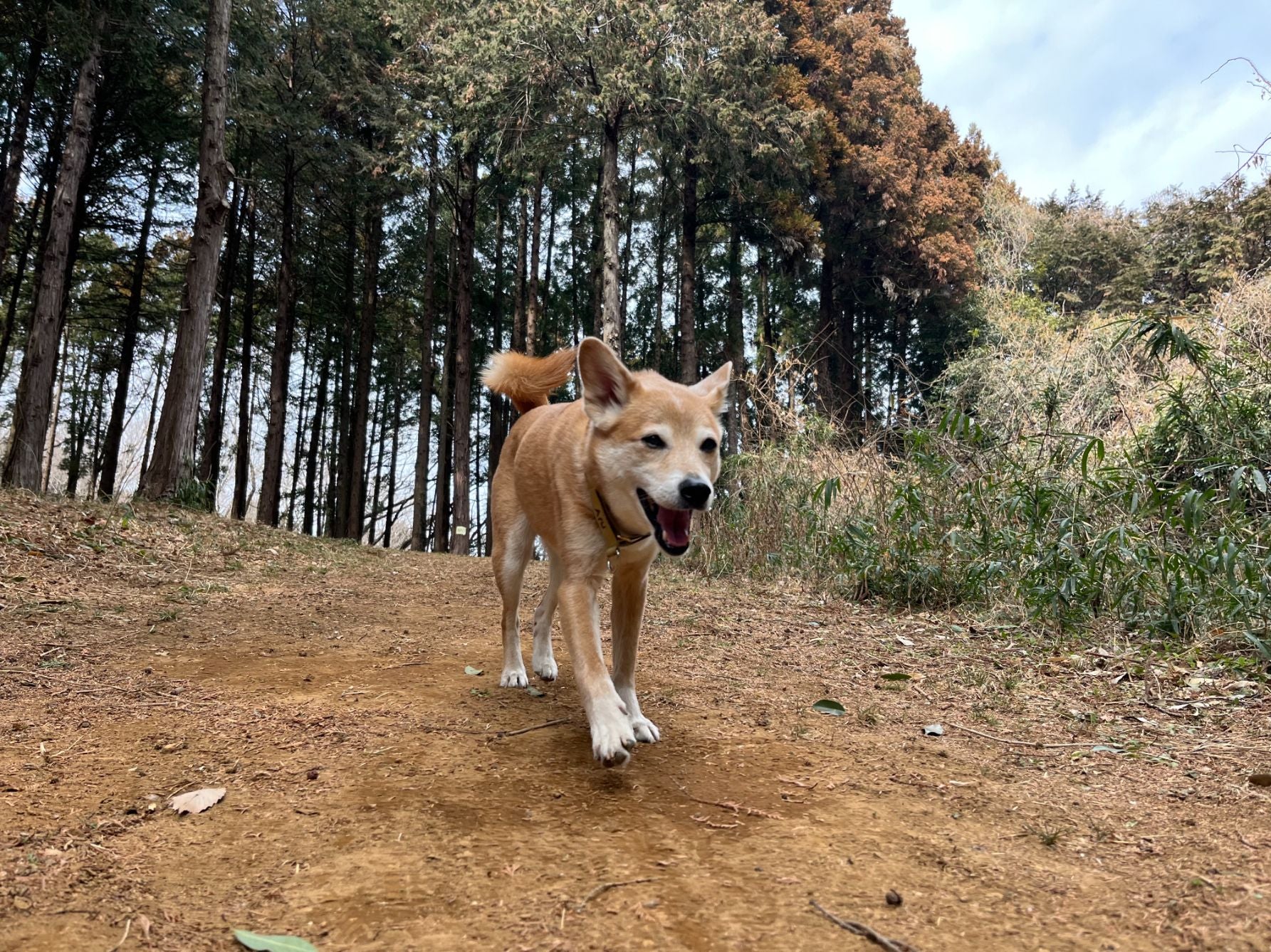 山道を歩く犬