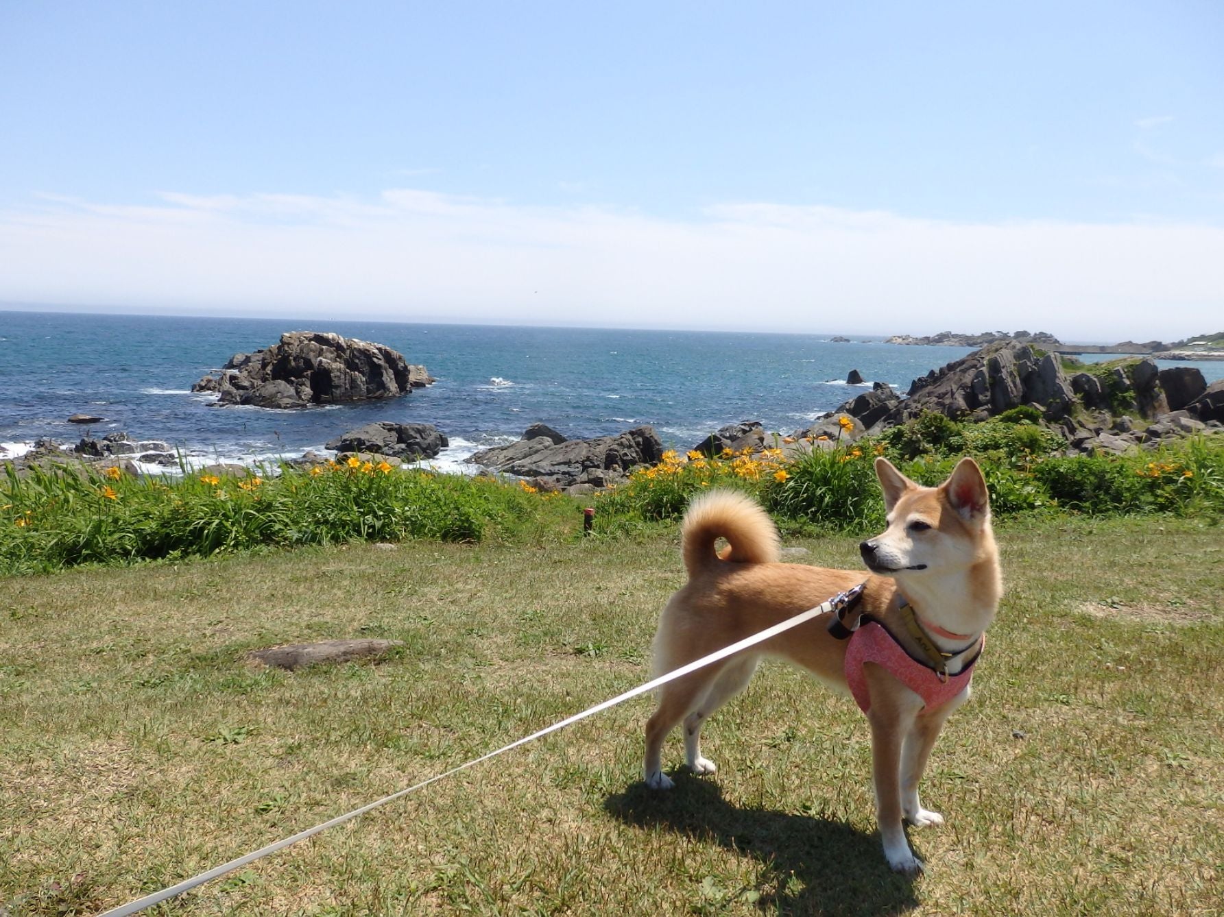 野原で遊ぶ犬