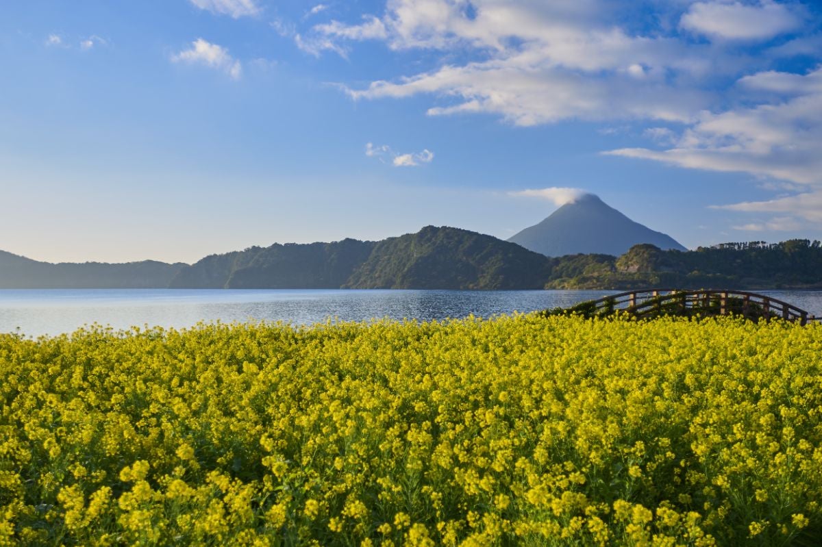 春には菜の花が咲く池田湖