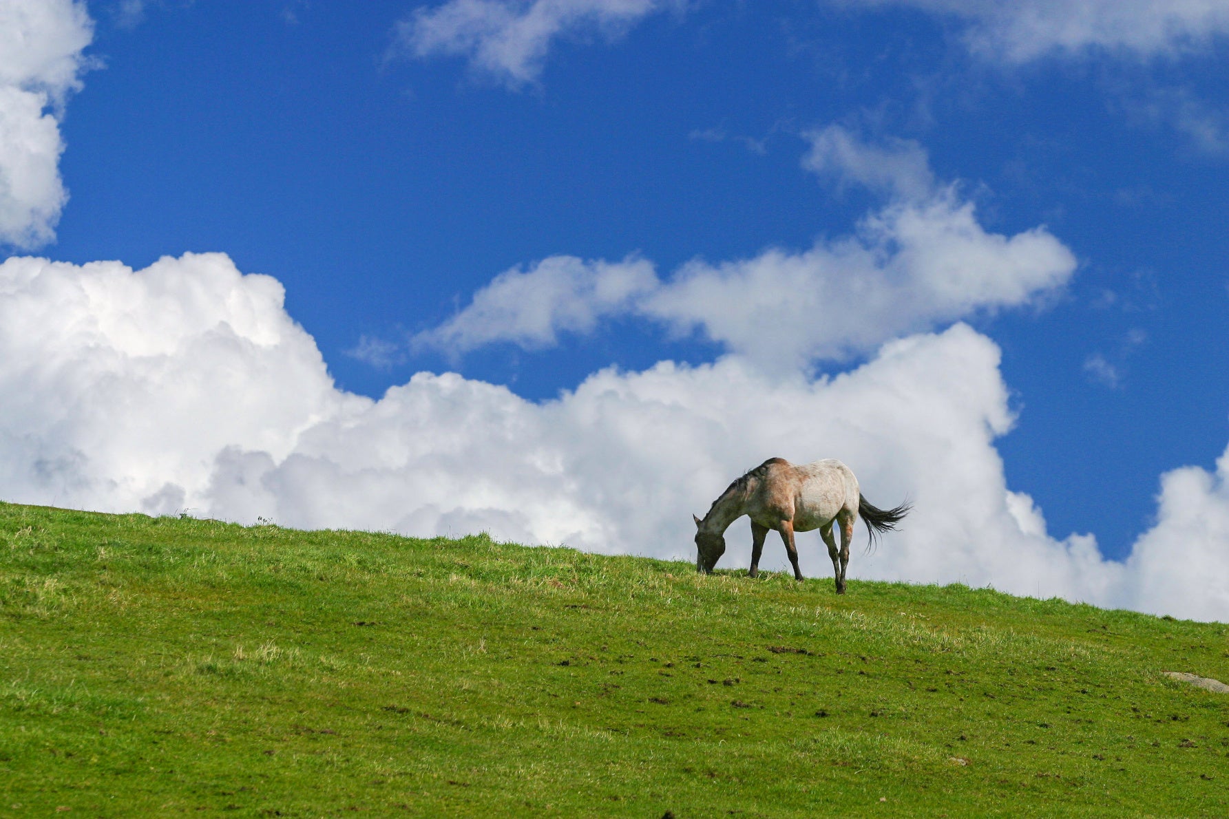 写真3 放牧されているため、いたるところに馬や牛を眺めることができる