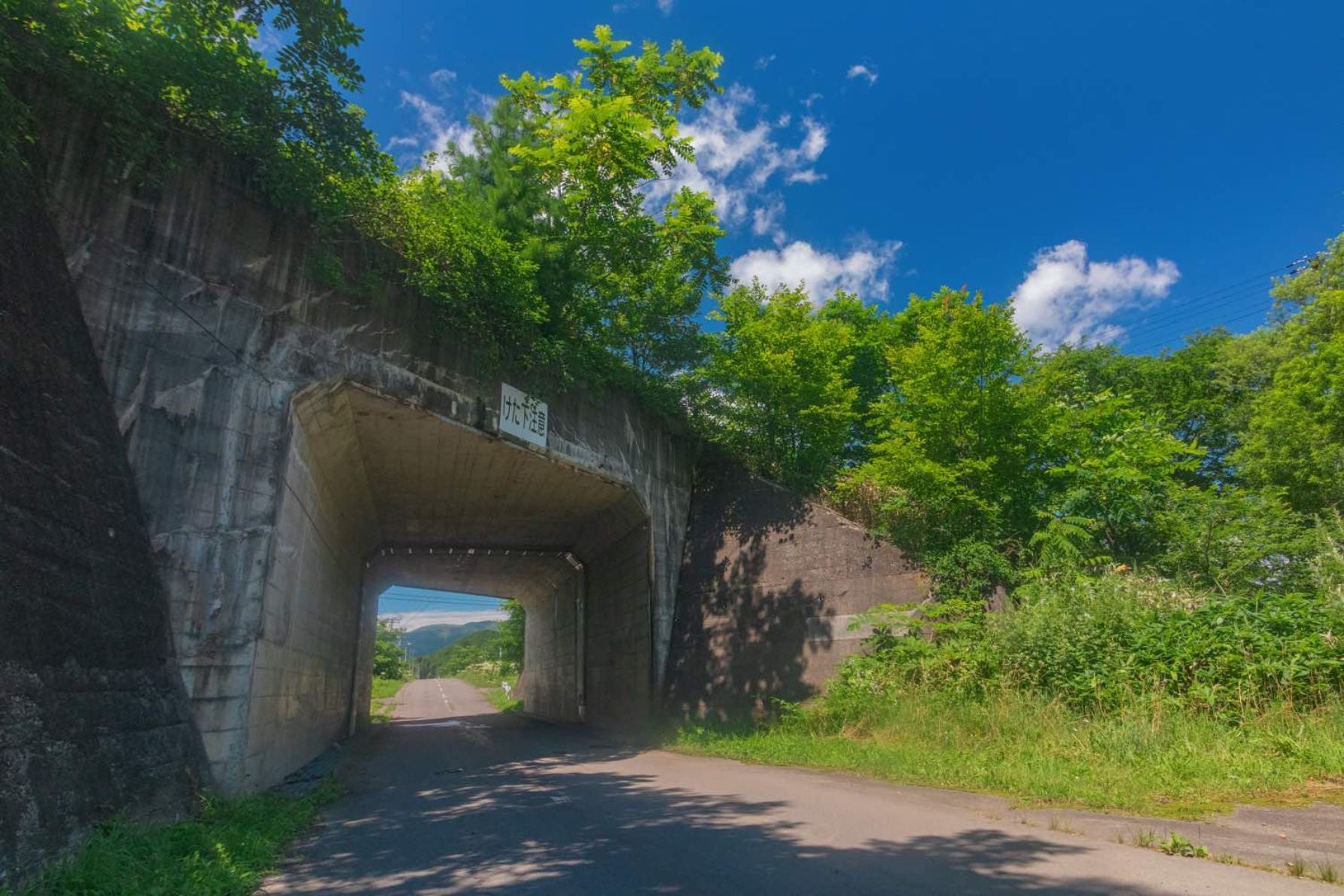 青い空と白い雲。勢いを感じる緑の夏色