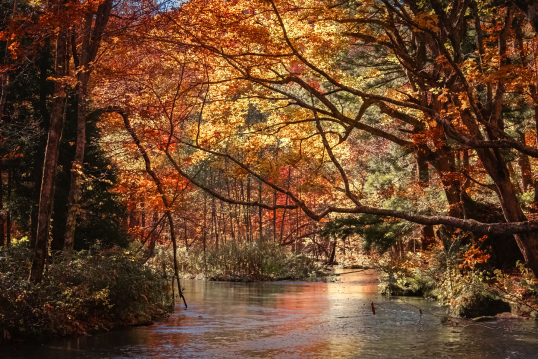 紅葉がトンネルのように続く