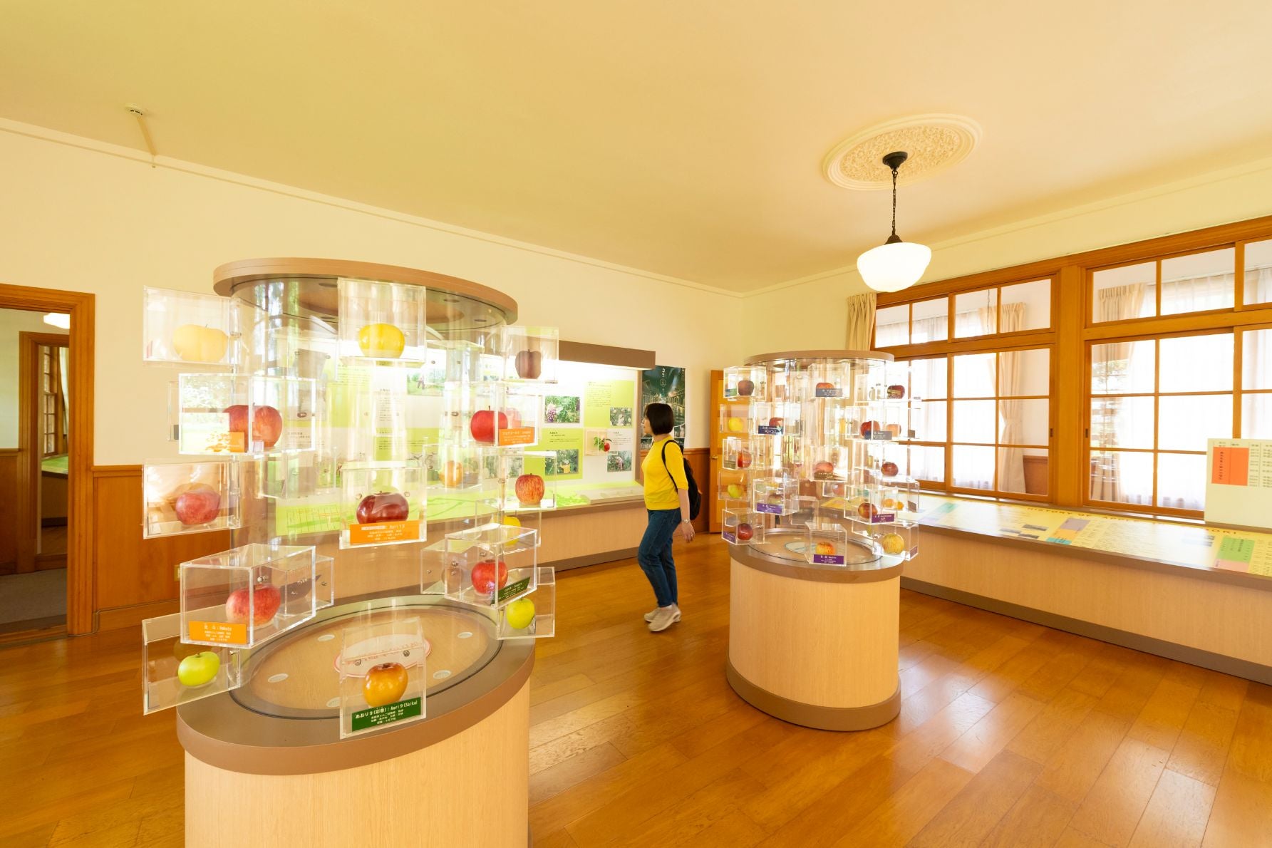 りんごの品種の現物展示