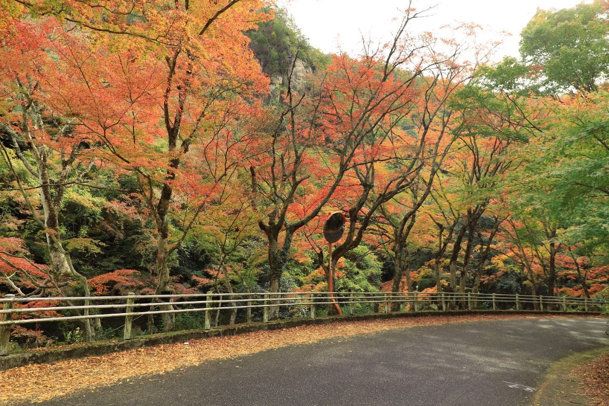 岡山県道57号線が豪渓を走る。緑と紅葉に包まれ、背景には険しい岩壁がそびえる自然豊かな風景