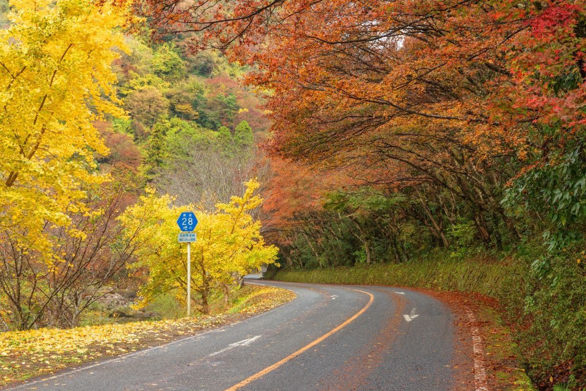 大分県中津市・深耶馬渓の県道28号。秋の紅葉に彩られた山道がカーブを描き、両側に赤や黄の木々が立ち並ぶ風景