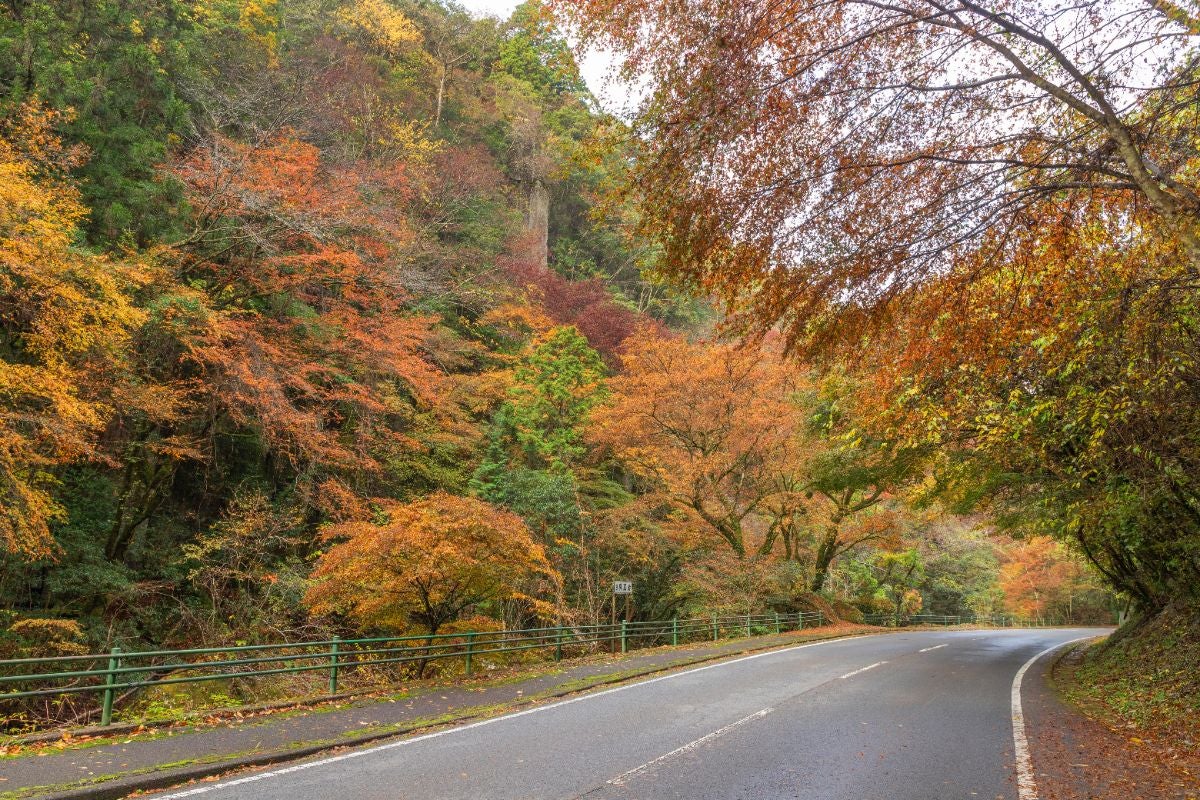 大分県中津市の紅葉名所・深耶馬渓。県道28号沿いの山あいの道路が、秋の見頃を迎えた赤や黄色の紅葉に包まれ、ドライブ観光や写真撮影に人気の絶景スポット