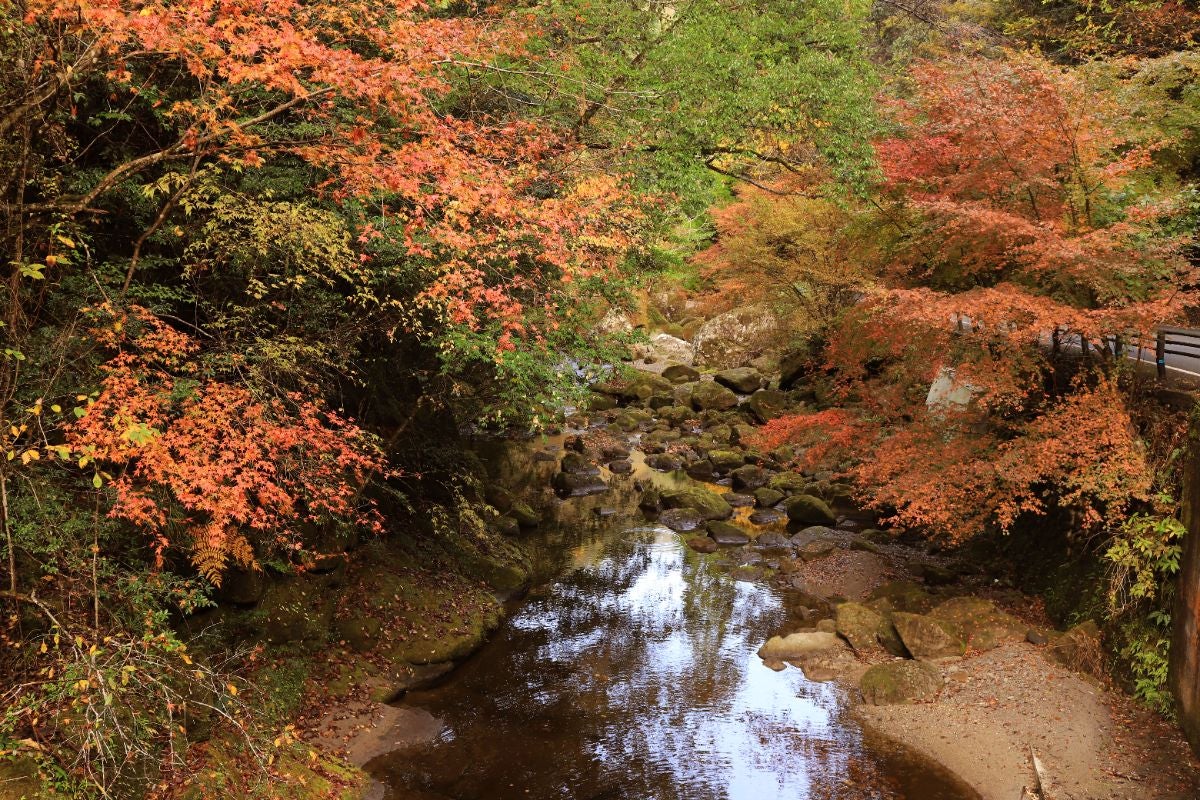 大分県中津市の紅葉名所・深耶馬渓。県道28号沿いの渓流に面した道路から見える、秋に赤や黄色に染まる紅葉と澄んだ水面が美しい絶景スポットで、観光や写真撮影にも人気