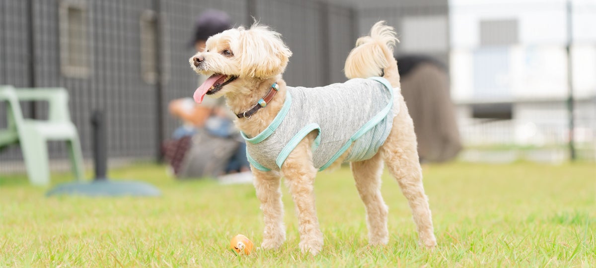 芝生のドッグランにたたずむ小型犬