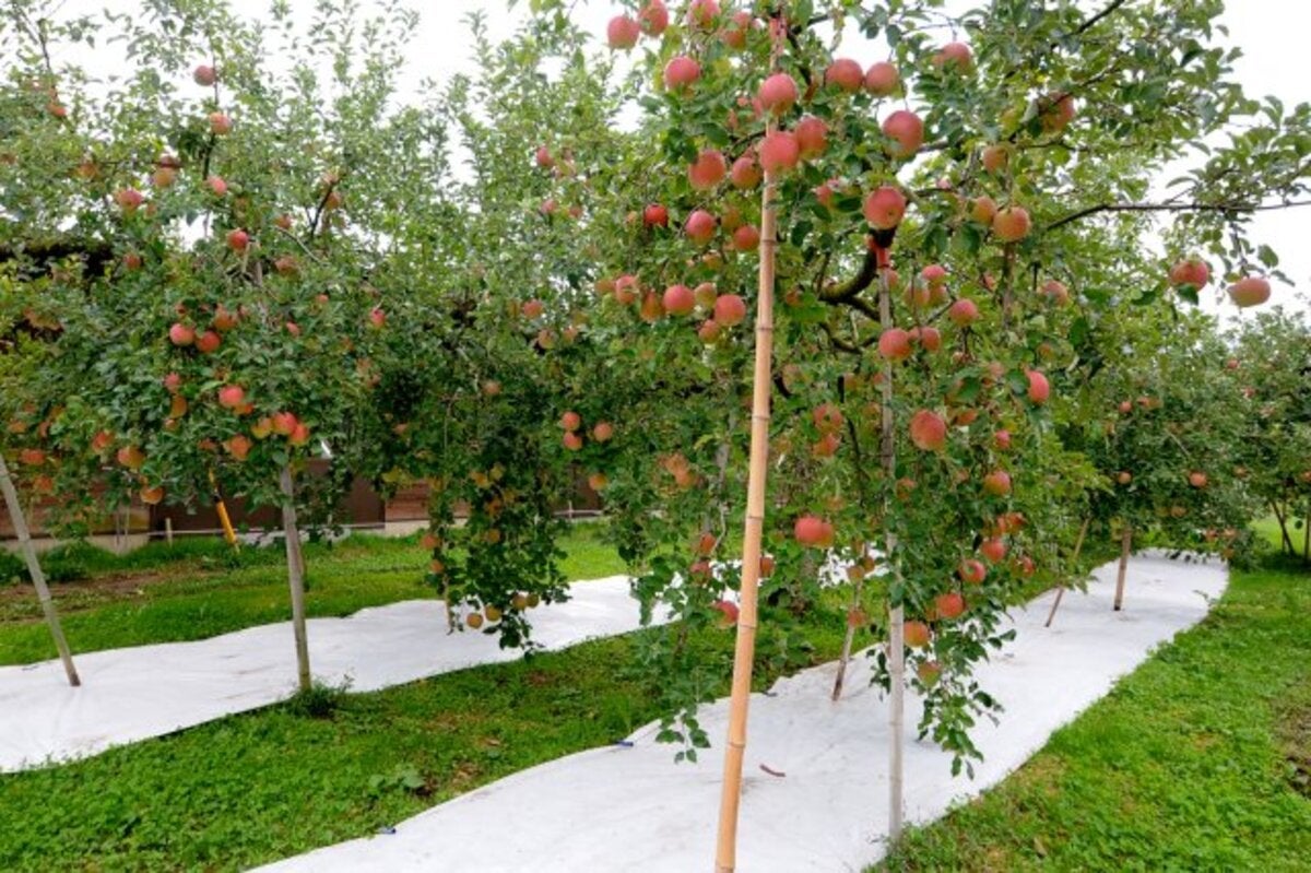 たくさんのリンゴが実っているリンゴ農園の風景