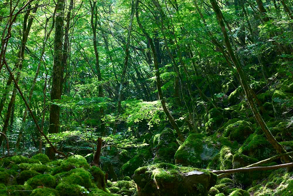 山犬嶽の苔がある場所