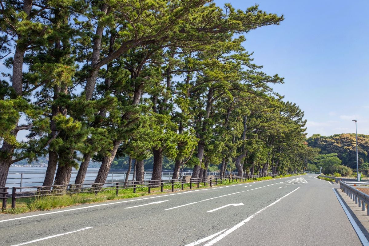 浜名湖レークサイドウェイ沿いに並ぶ松並木と猪鼻湖畔の道路
