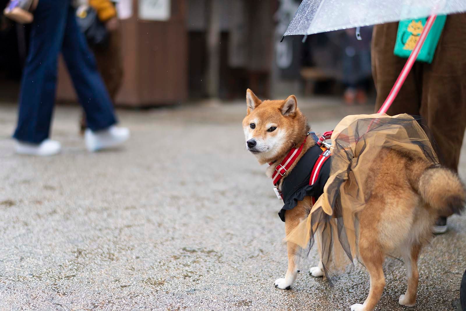 おかげ横丁名物、おかげ犬