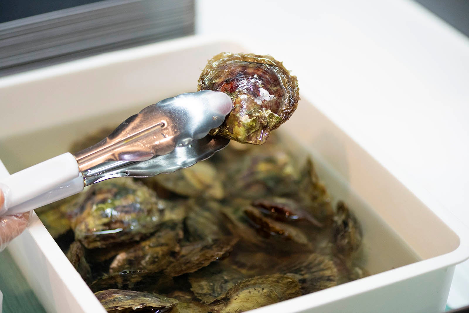 手作りの真珠アクセサリーに加工できる、アコヤ真珠取出し体験の貝選び