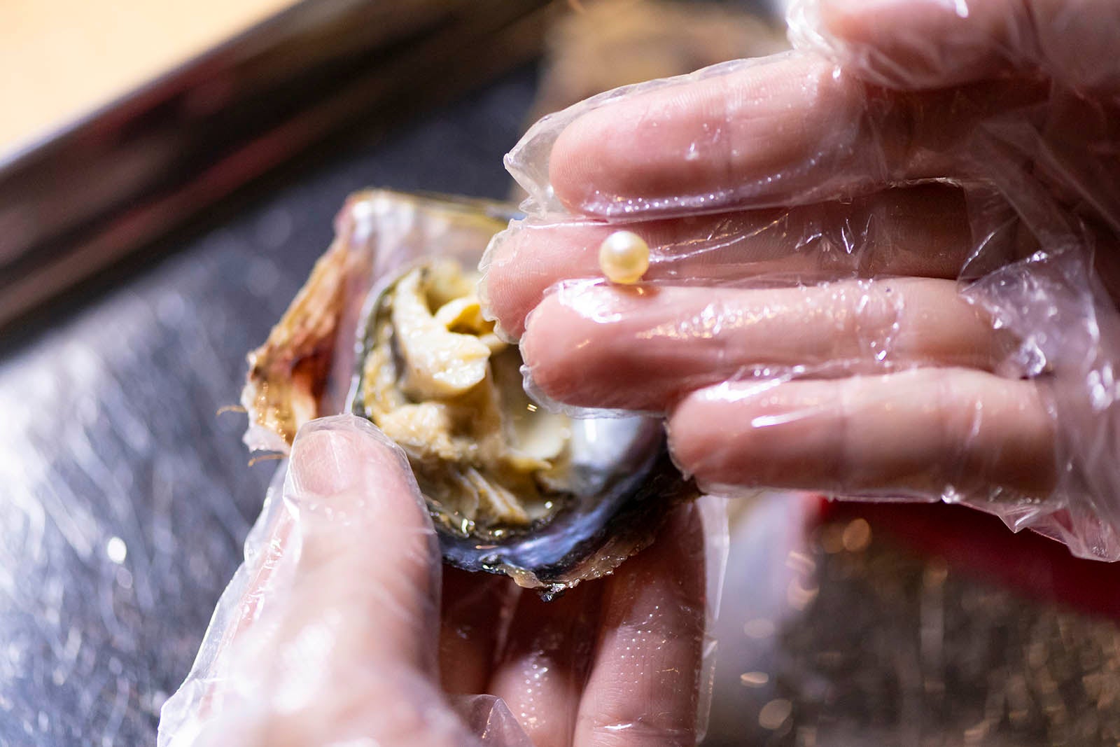 三重県真珠のアコヤ真珠取出し体験。貝から美しい真珠を取り出す様子