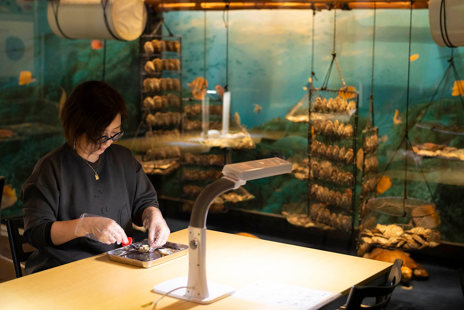 伊勢ならではの珍しい体験。貝柱を切り、アコヤ貝の殻を開ける