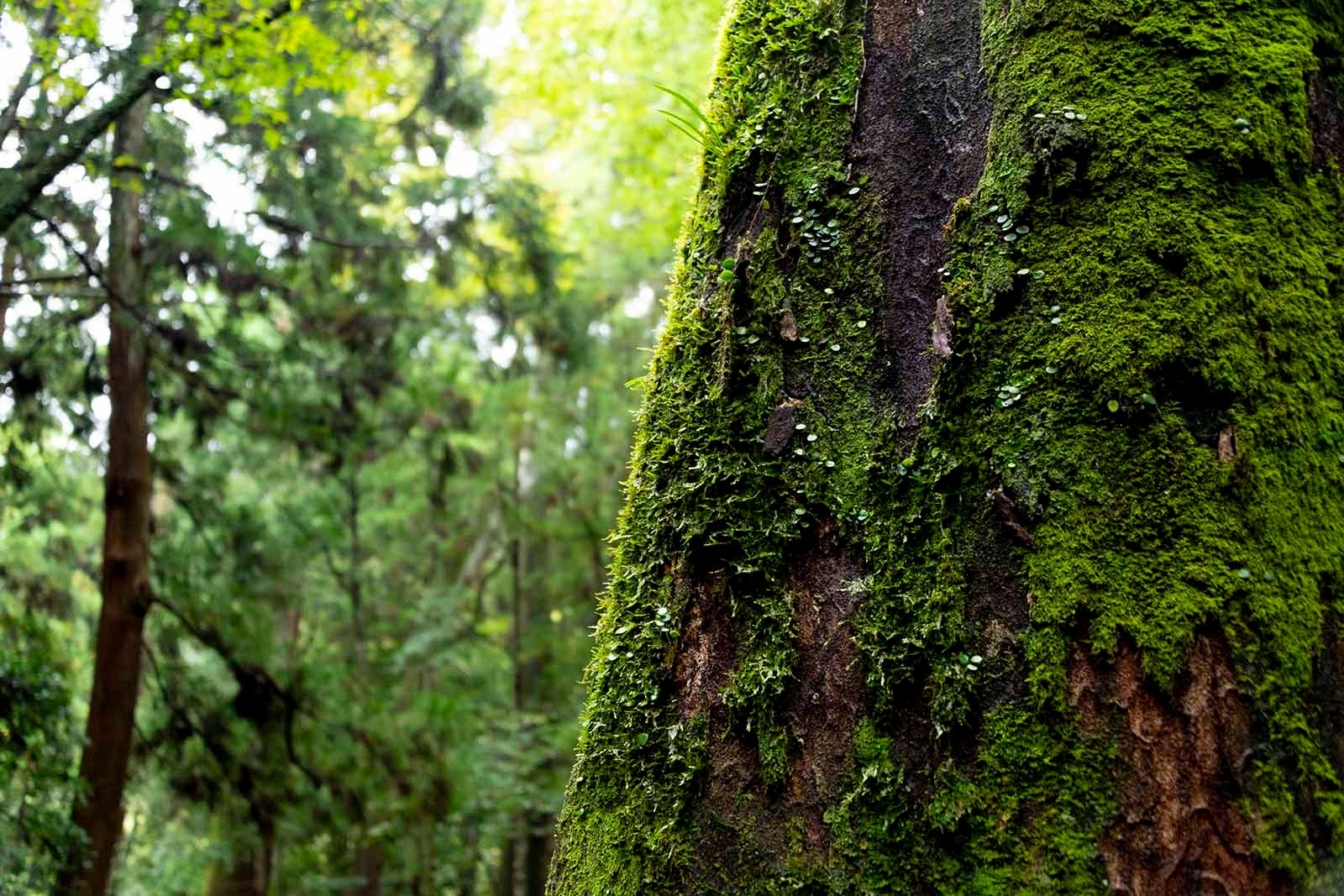 空気が澄んでいる静かな伊勢神宮内宮