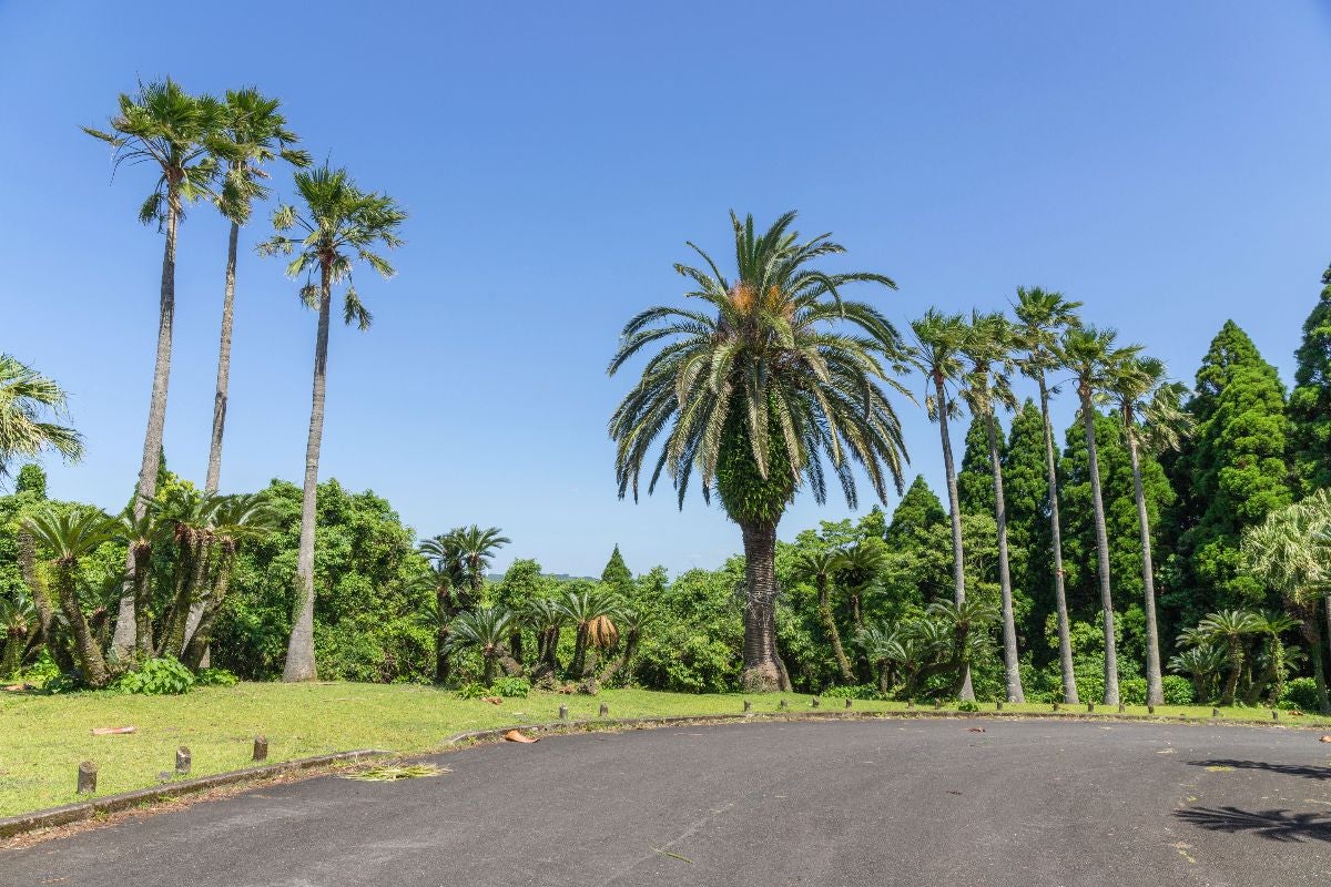 都井岬の亜熱帯植物とヤシの木が並ぶ風景