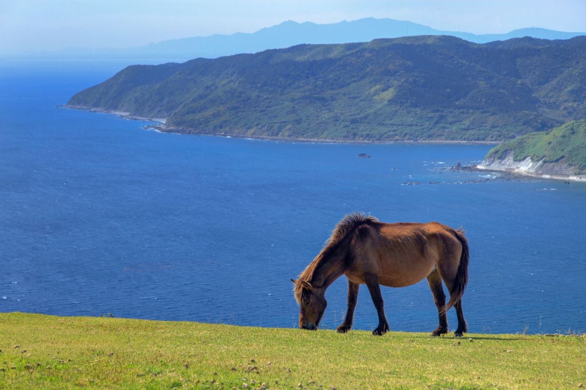 都井岬で草を食む御崎馬と青い海の絶景